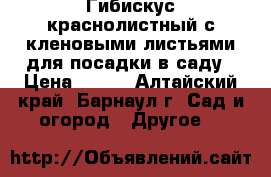 Гибискус краснолистный с кленовыми листьями для посадки в саду › Цена ­ 450 - Алтайский край, Барнаул г. Сад и огород » Другое   